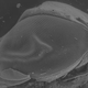 Illustration for article titled Fly eyes will power the next generation of solar cells